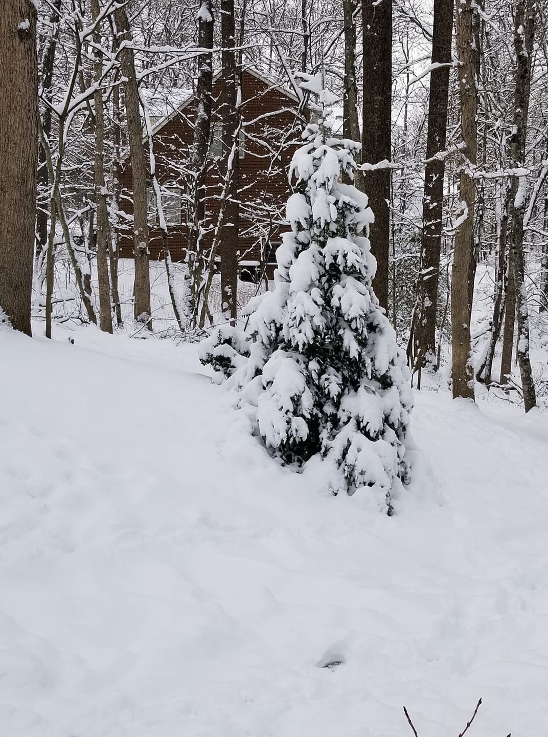 jan snow_Donna Crea.jpg