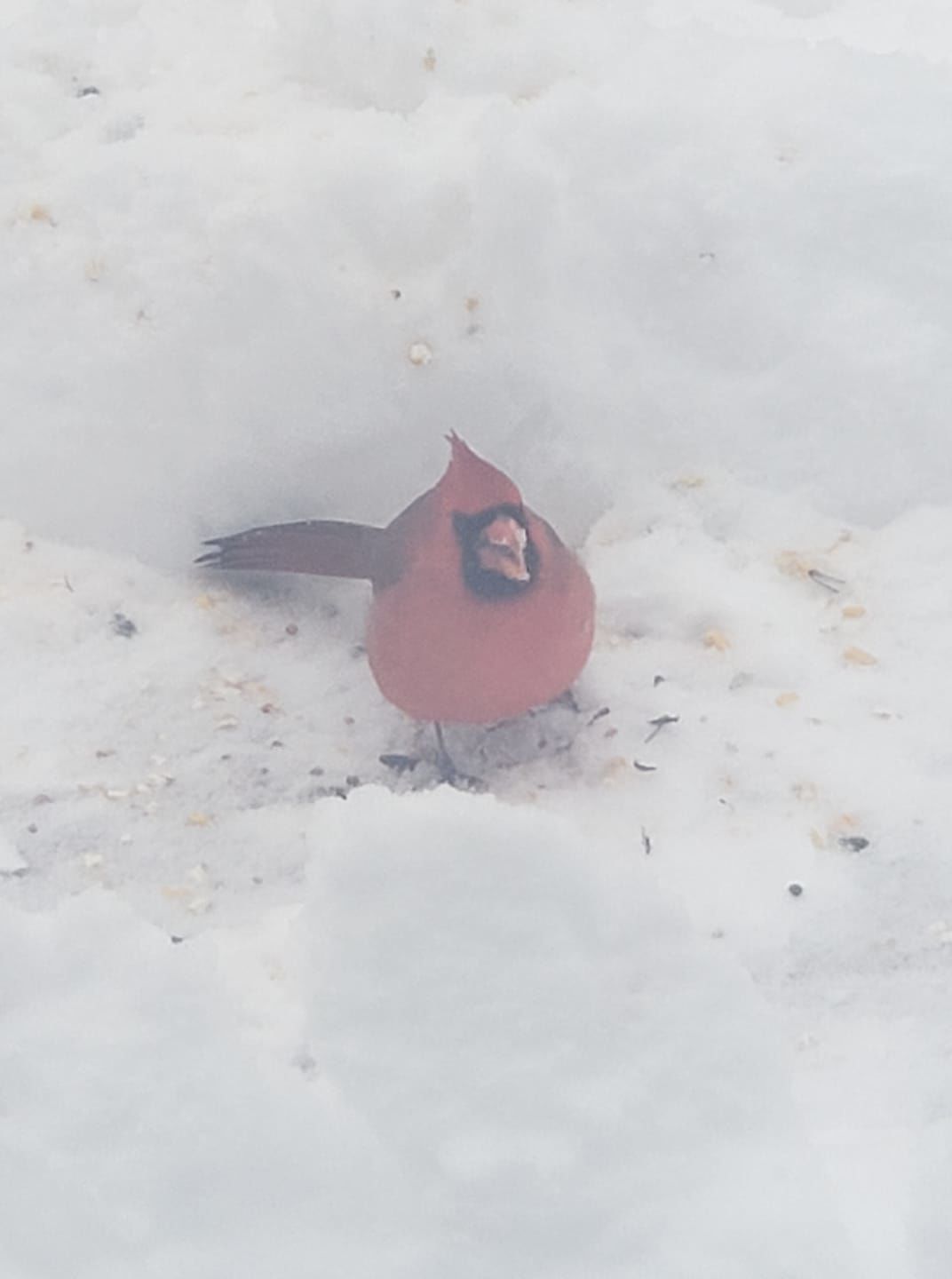 jan snow_Jeremy Holmes.jpg