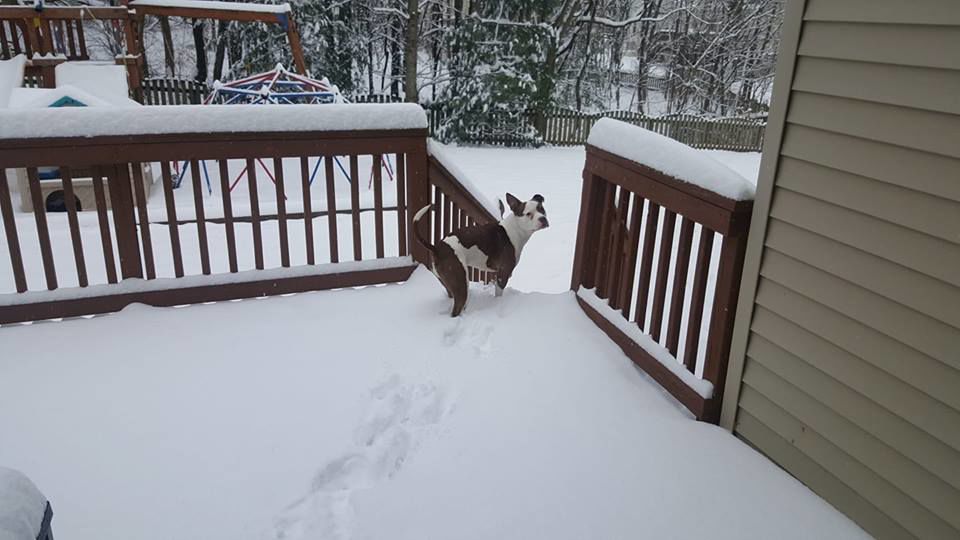 jan snow_Jessica Pelesky Fox.jpg