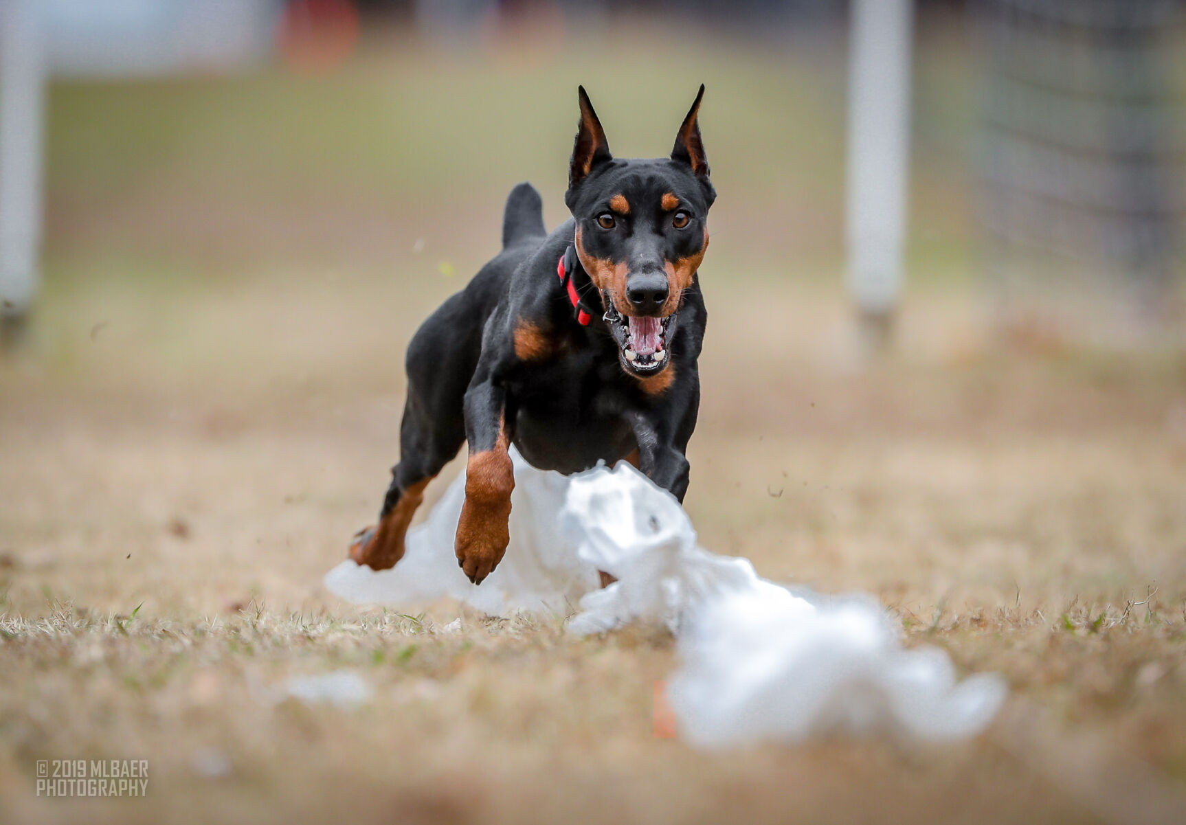 free run 2018 otto