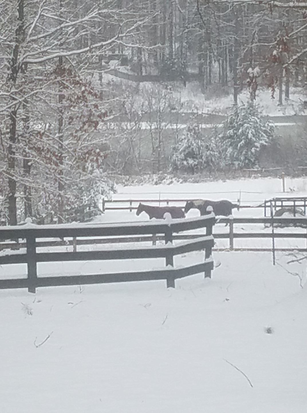 jan snow_Joy Bruneau3.jpg