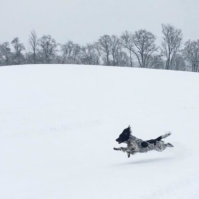 jan snow_Julia Dolan The Plains, Virginia. Happy snow spaniel.jpg
