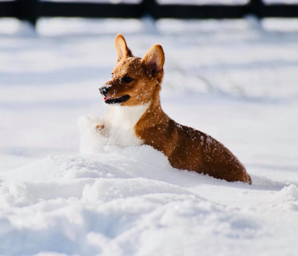 jan snow_Julia Espada Corgi boy in Upperville!.jpg