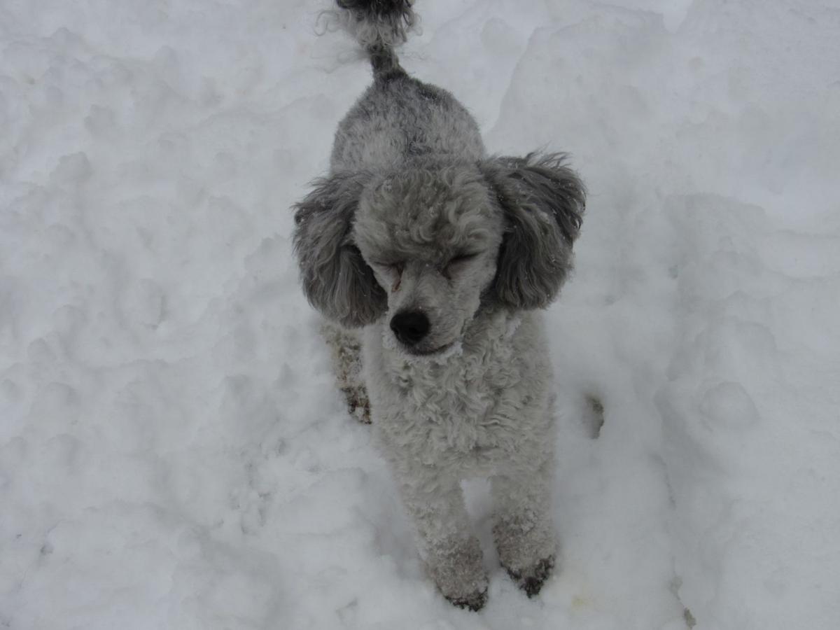jan snow_Kimberly Stephens Shepherd Not happy with the white stuff..jpg