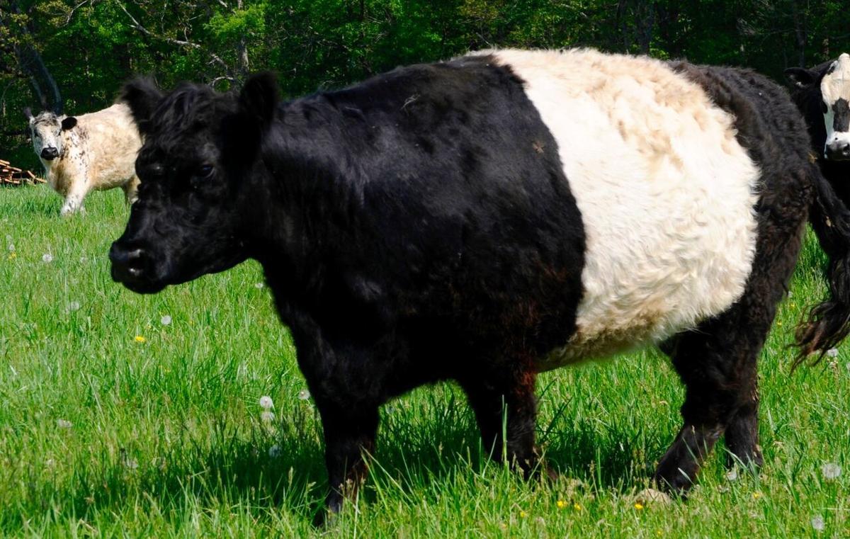 belted galloway soft toy