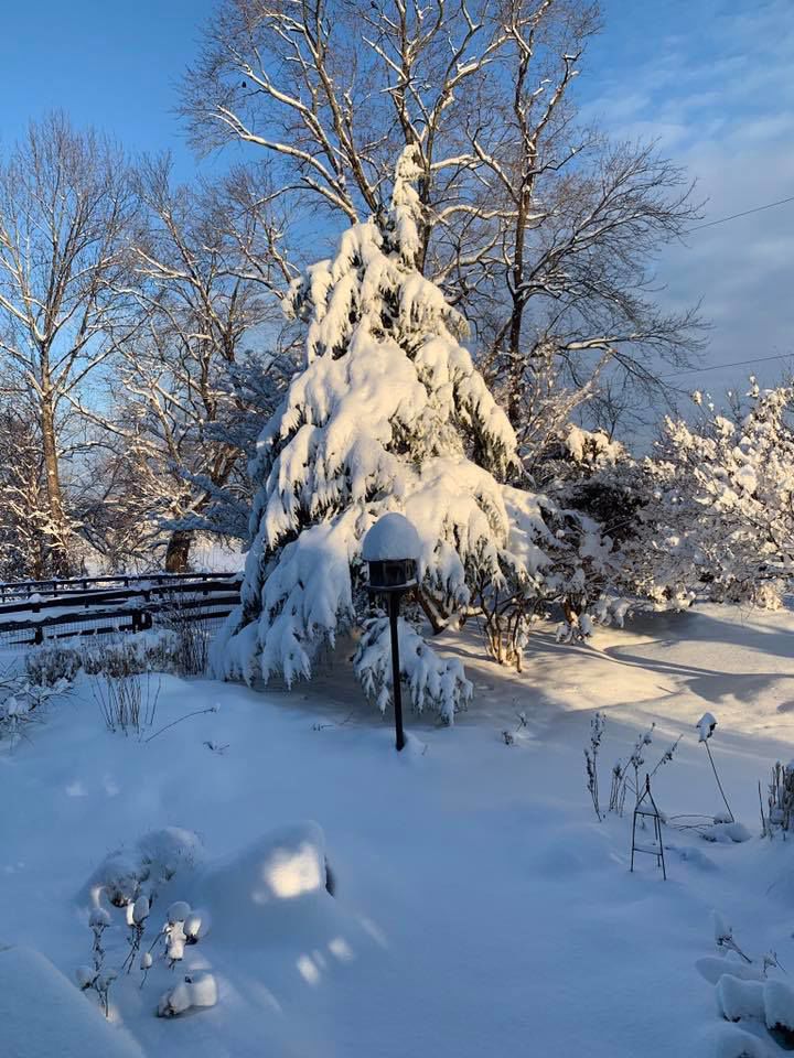 jan snow_Pam Woolley Middleburg, VA. 12”.jpg
