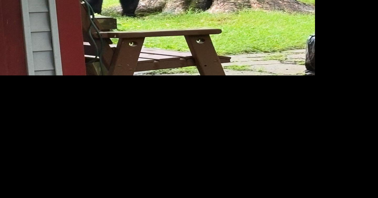 Virginia's bears are waking up hungry; secure garbage and birdseed