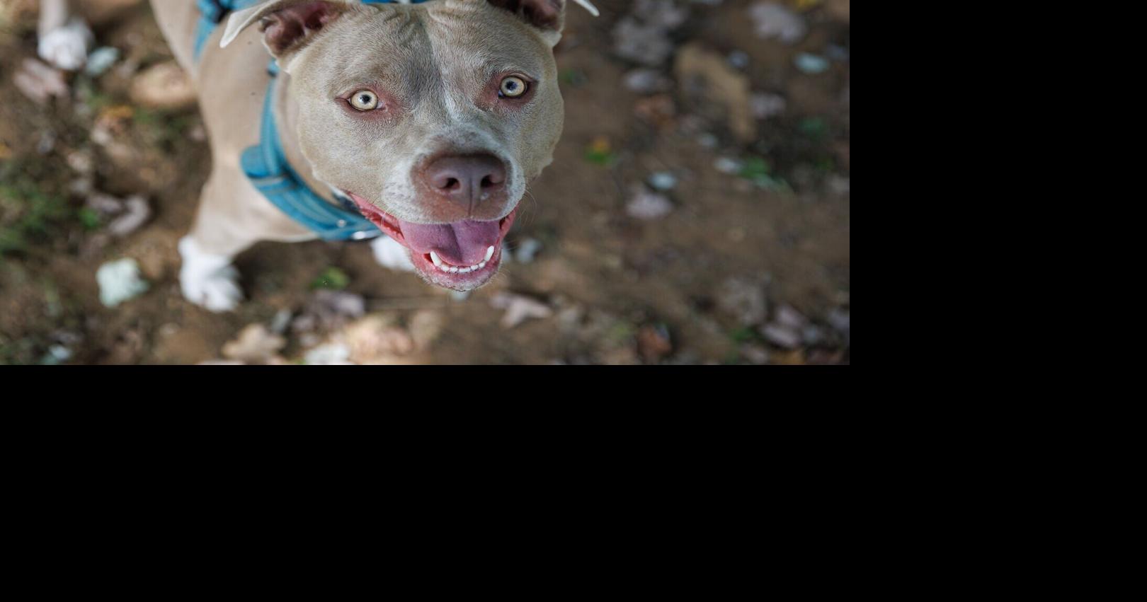 From Sperryville to millions of TikTok raves: Moose and Phoebe dog treats become overnight sensation | Features & Events