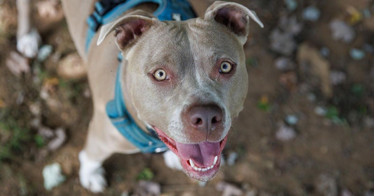 From Sperryville to millions of TikTok raves: Moose and Phoebe dog treats become overnight sensation | Features & Events From Sperryville to millions of TikTok raves: Moose and Phoebe dog treats become overnight sensation | Features & Events