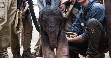 Meet the Smithsonian National Zoo's new baby elephant! | News | fauquiernow.com