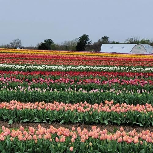 Springtime tulip festival opens in Nokesville Features & Events