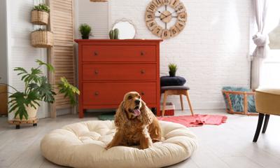 Adorable Dog On Pet Bed In Stylish Room Interior