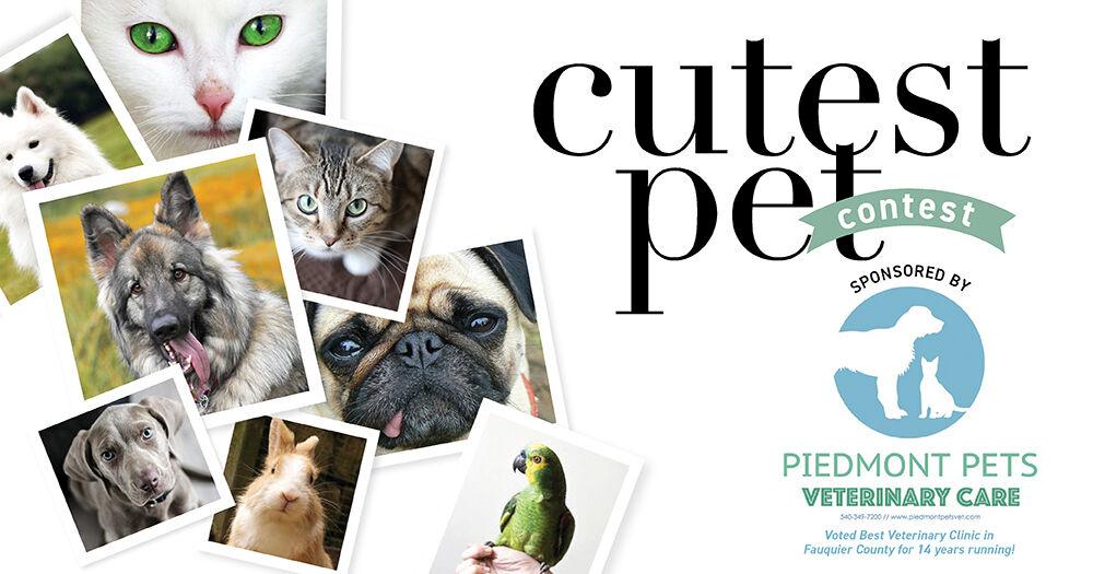 Piedmont Lifestyle’s 2020 Cutest Pet Contest Submissions are open
