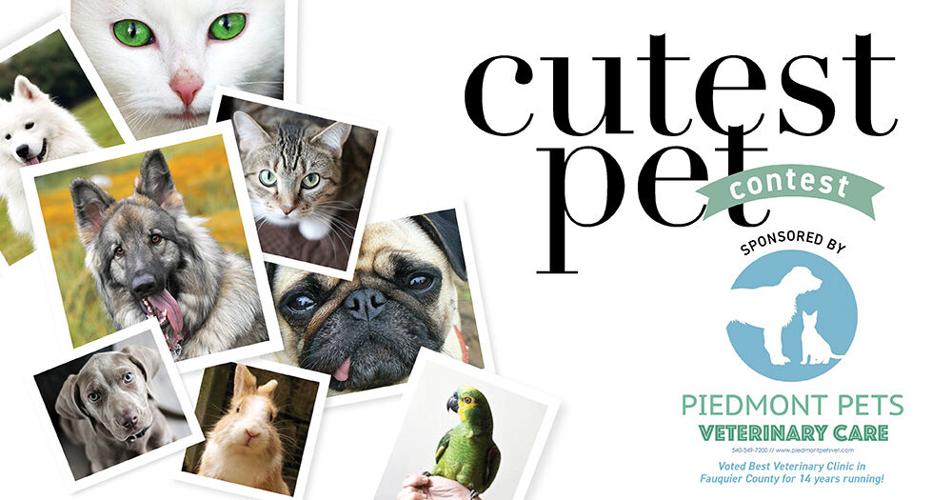 cutest pet contest