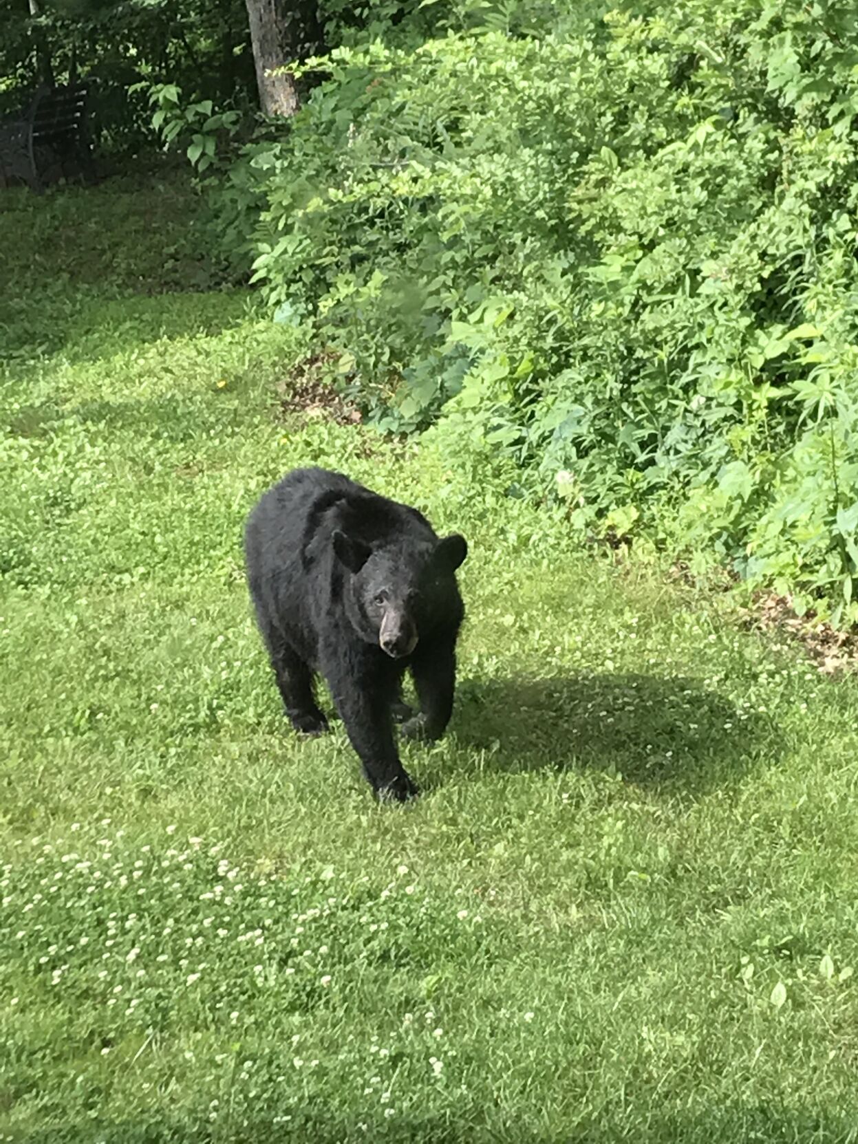 West Virginia Black Bears - The Stick Co