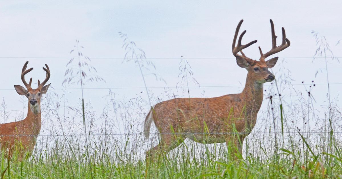 Bow Season For Deer Opens With Sunrise Saturday Fauquiernow bow-season-for-deer-opens-with-sunrise-saturday-fauquiernow