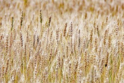 5 Friday Fauquier factoids: County's wheat harvest