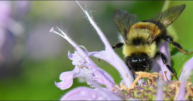 Proposed change to federal endangered species rules could impact Virginia animals