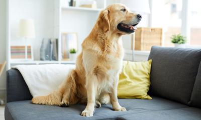 Young fluffy purebred golden retriever sitting on sofa in living