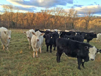 Livestock cattle pic