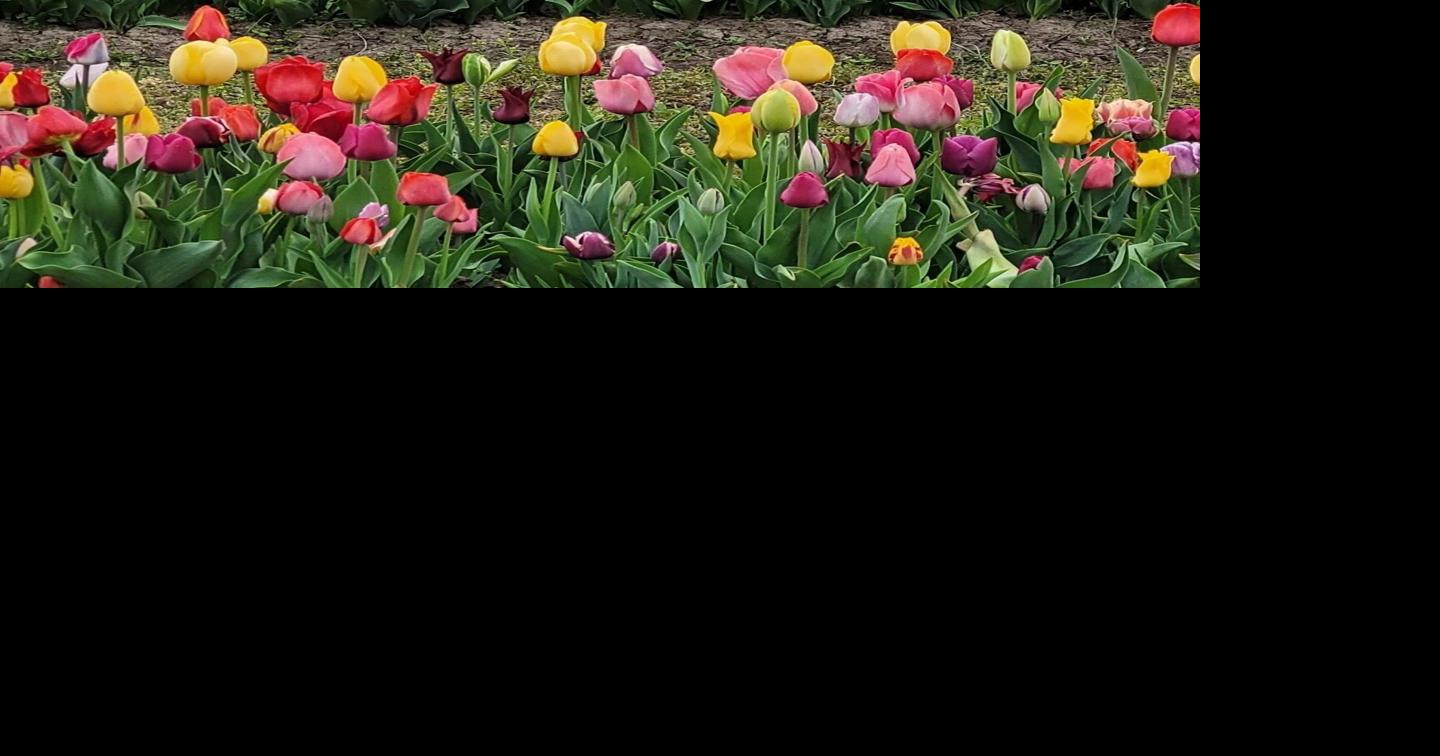 Springtime tulip festival opens in Nokesville Features & Events