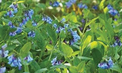 WEB Virginia Bluebells (Mertensia virginica)