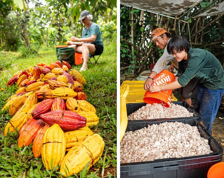Meet the Hawaiian cacao farmer working to change the chocolate industry Confections & Desserts