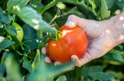 Prim family honored for farming operation