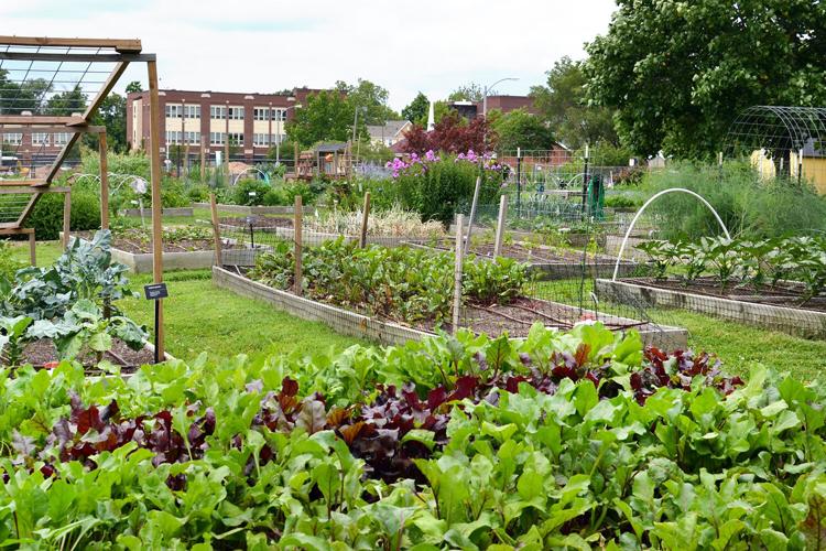 Seed St. Louis to host free community agriculture conference Issues