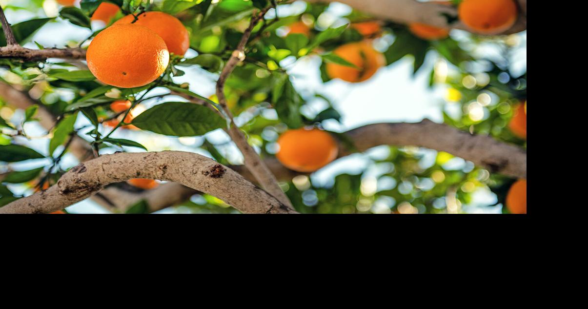 Florida orange harvest on track to be lowest since last century