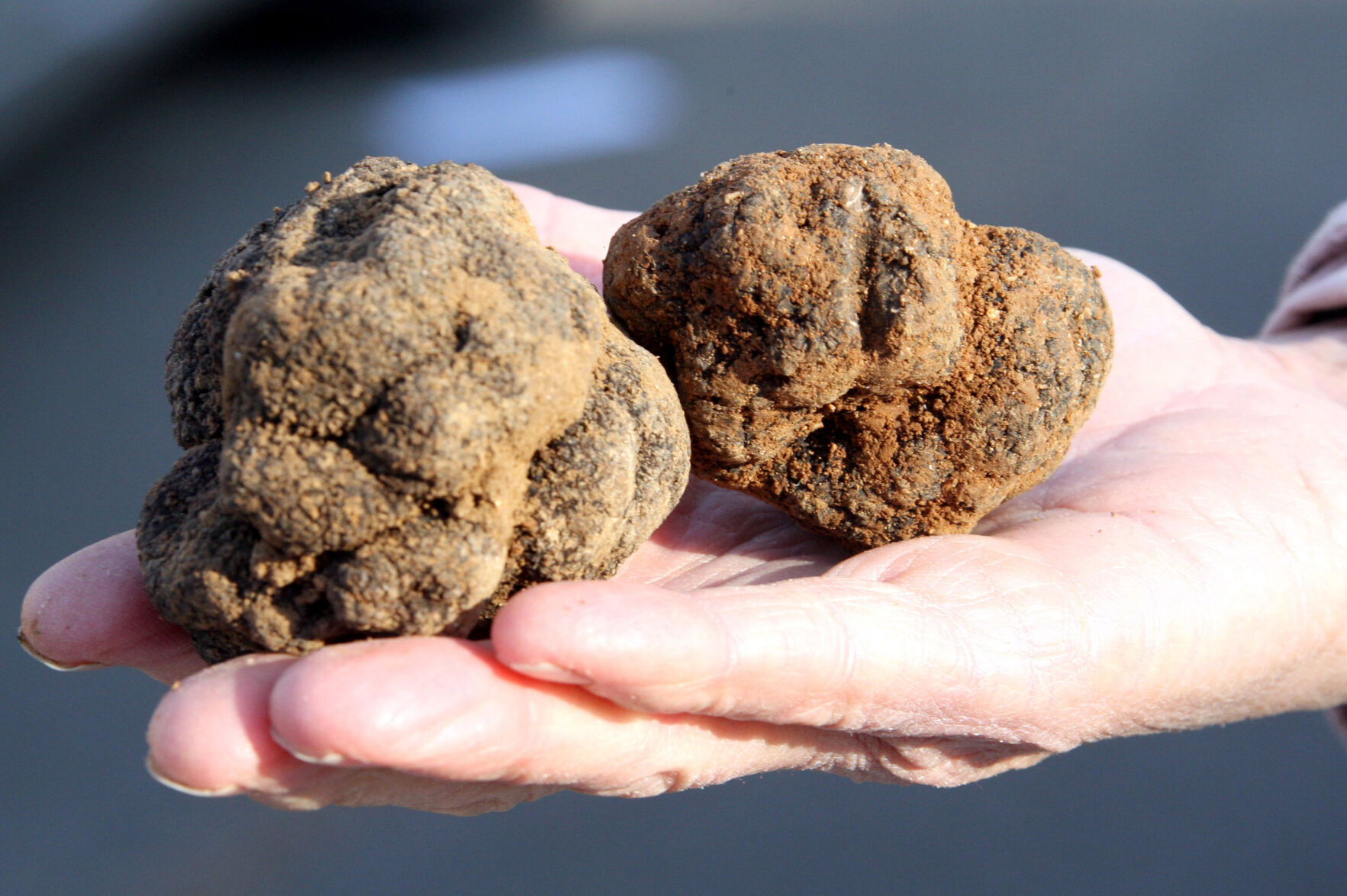 Truffles: What makes them so delicious? - Fruits & Vegetables - feastandfield.net