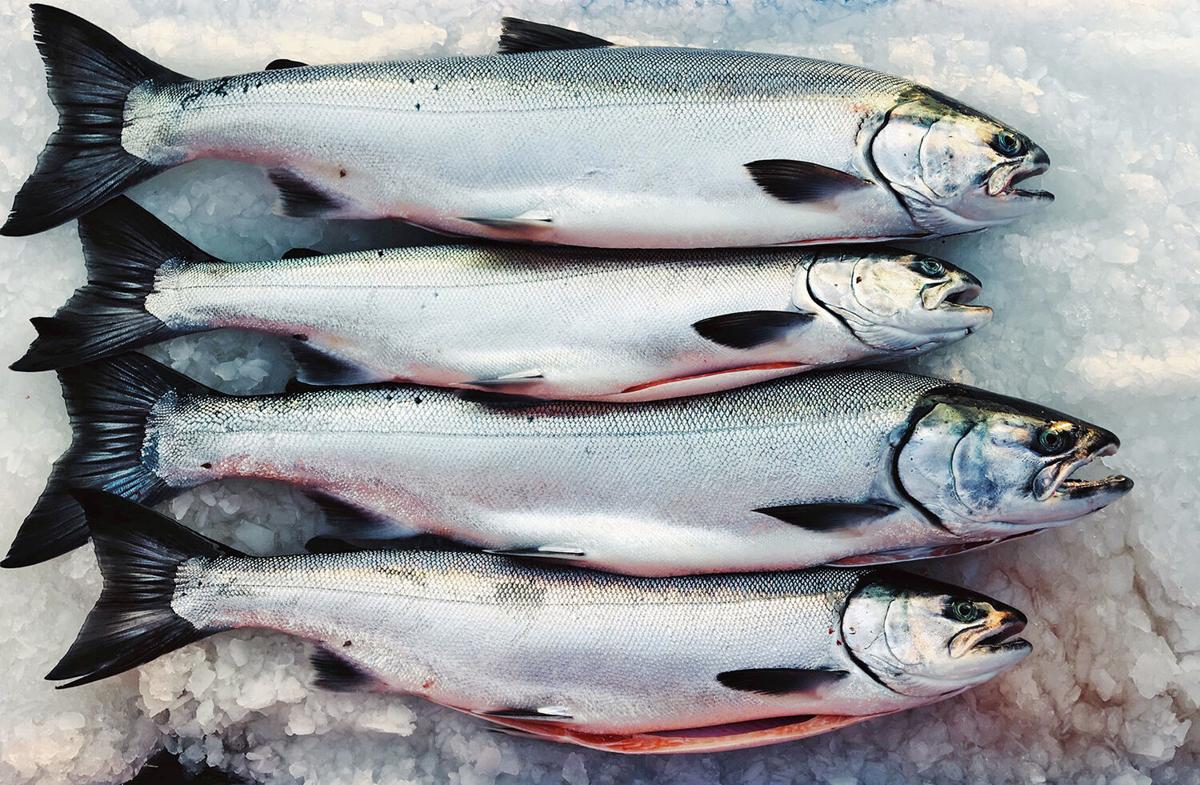 Does king reign supreme? Your guide to 5 types of wild salmon, Meat &  Seafood