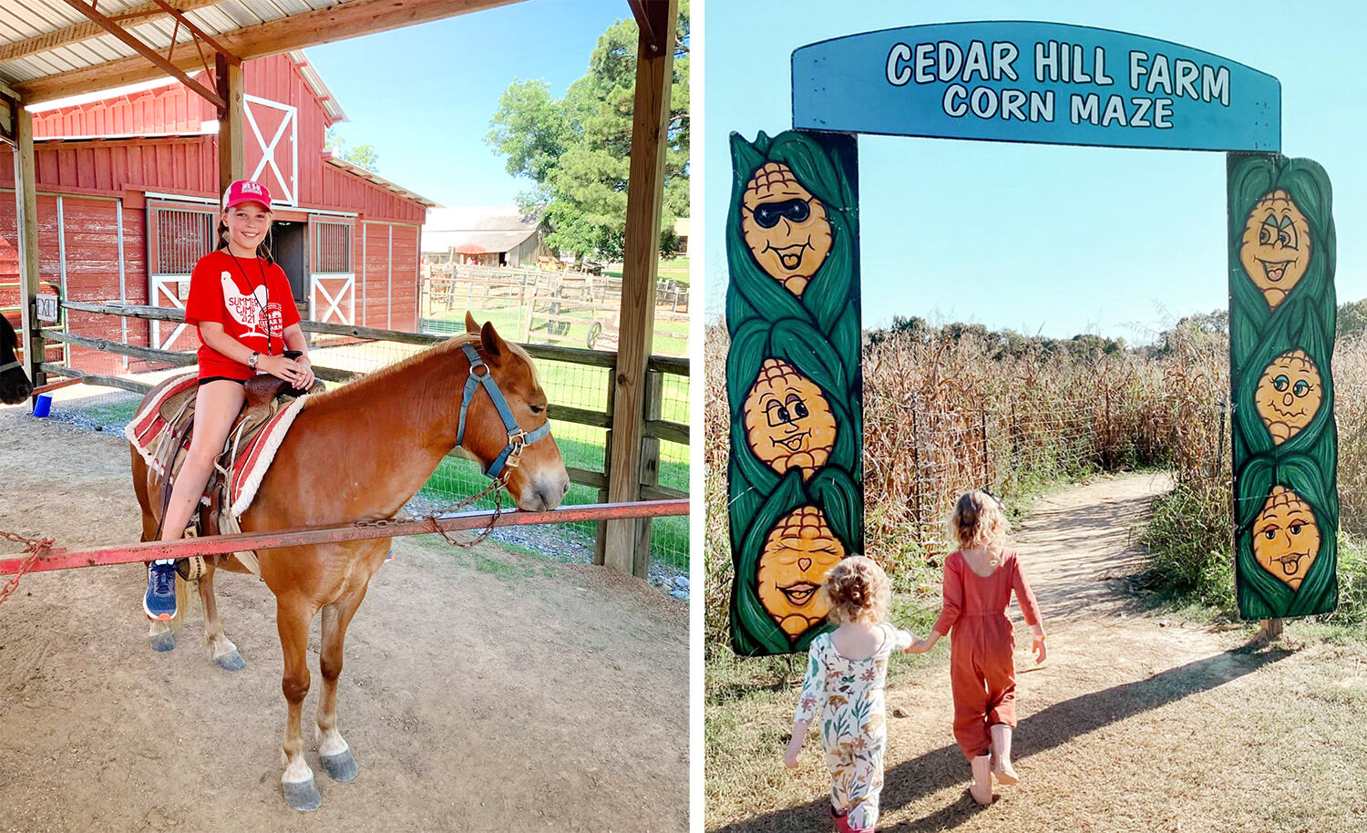 cedar hill farm pumpkin patch