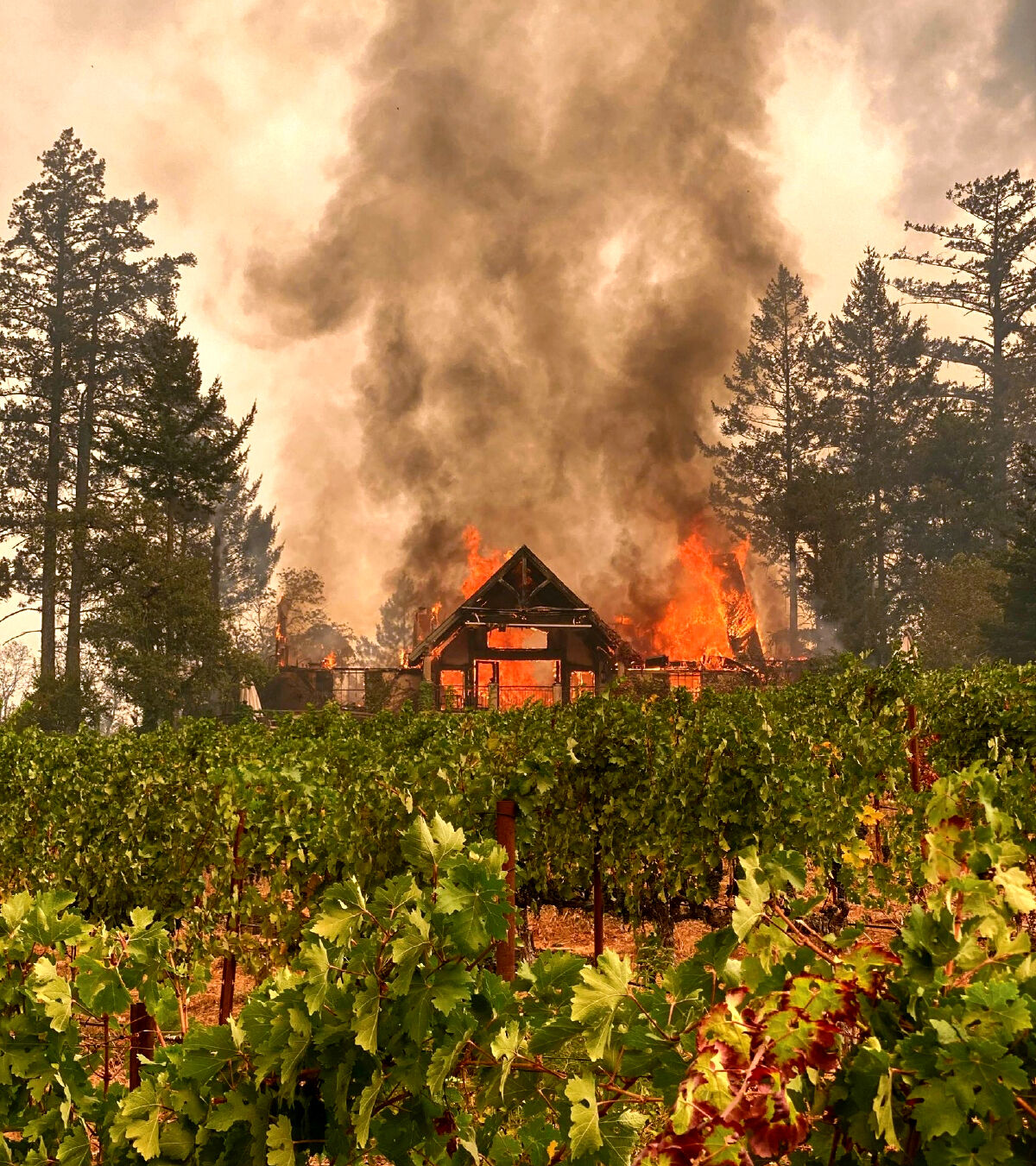 How do wildfires affect wine country Beverages feastandfield