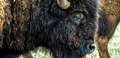 All about America's national mammal, the bison | Meat & Seafood |  