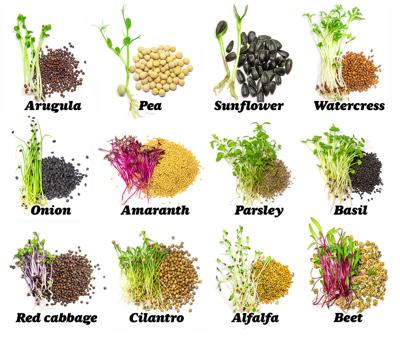 Microgreen varieties