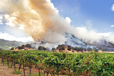 How do wildfires affect wine country?