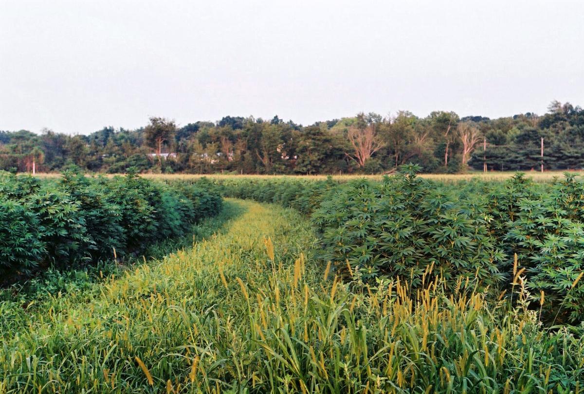 Rothy's Introduces Regeneratively-Grown Hemp to its Material