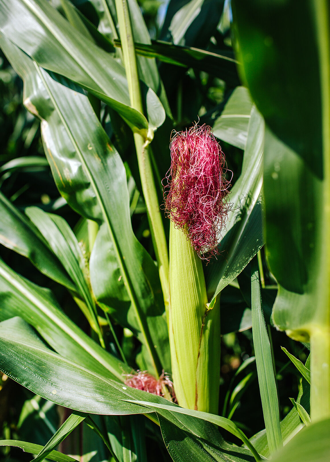 Two Life-changing Events Led An Illinois Family To Embrace Organic ...