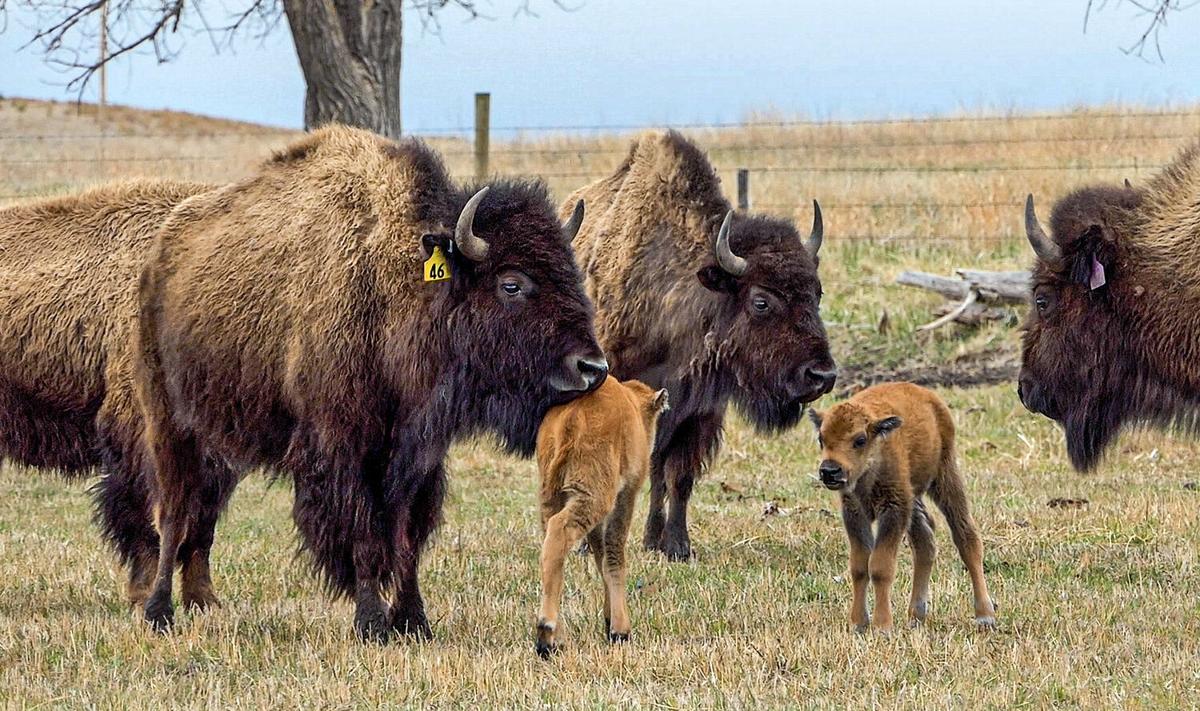 All about America's national mammal, the bison | Meat & Seafood | All about America's national mammal, the bison | Meat & Seafood |