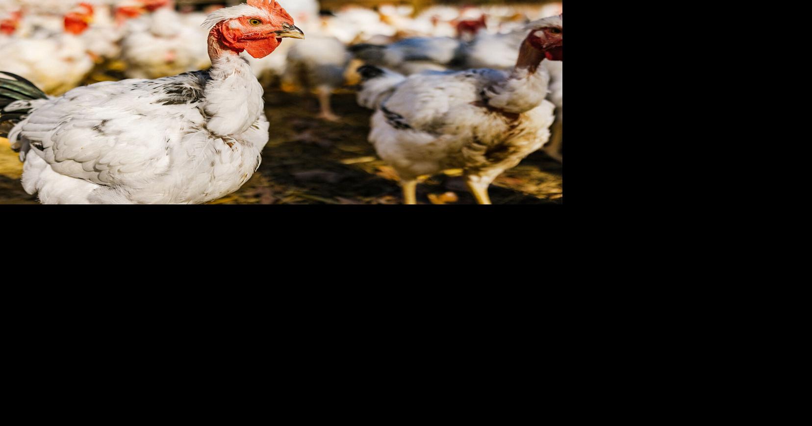 Issue No. 46 Heritage chicken in Arkansas Meat & Seafood