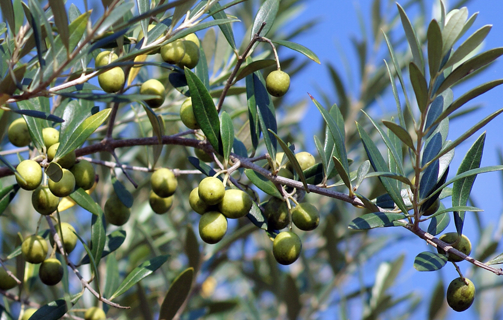 Who knew? is producing some of the country’s best olive oils Condiments & Sauces
