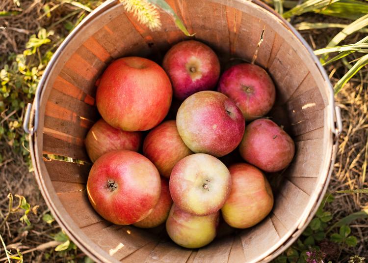 Magnificent or mealy Which apple should you pick? Fruits