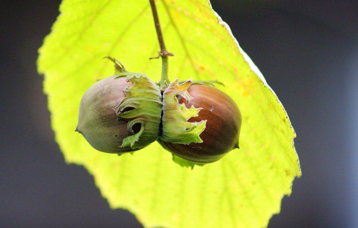 In a nutshell Different nut types, explained Grains, Legumes & Nuts
