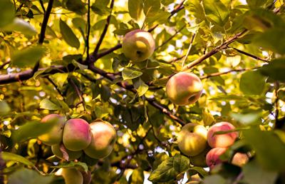 How a thriving business was built around America’s favorite fall fruit: apples