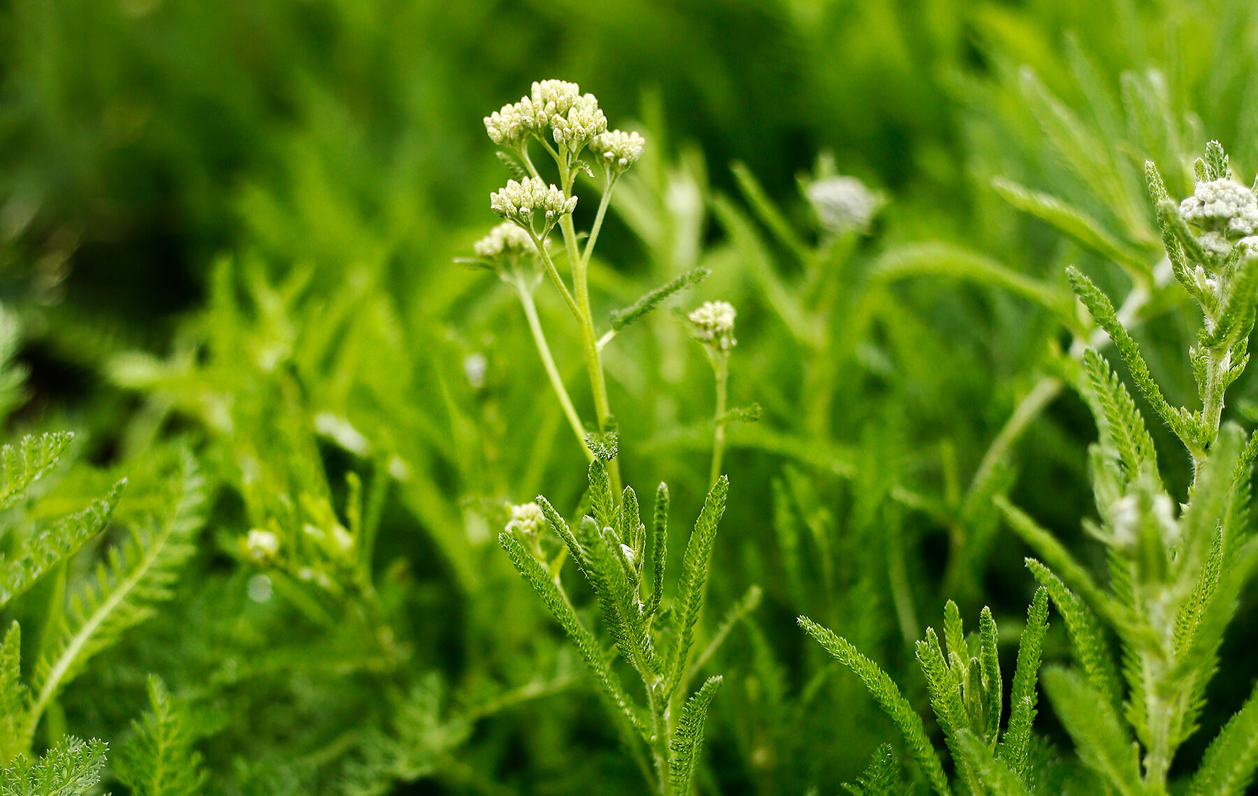 Python Herb Go beyond grocery-store herbs in your beverages, baking and cooking ...