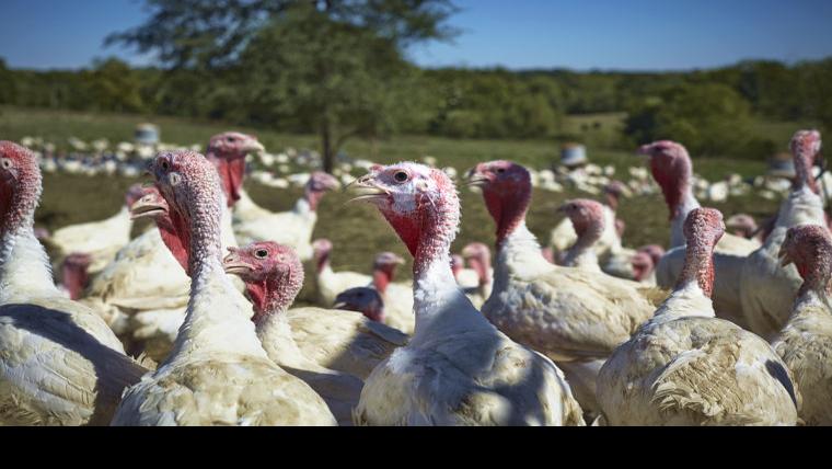 Where To Order And Eat A Thanksgiving Meal In St Louis St Louis Feastmagazine Com