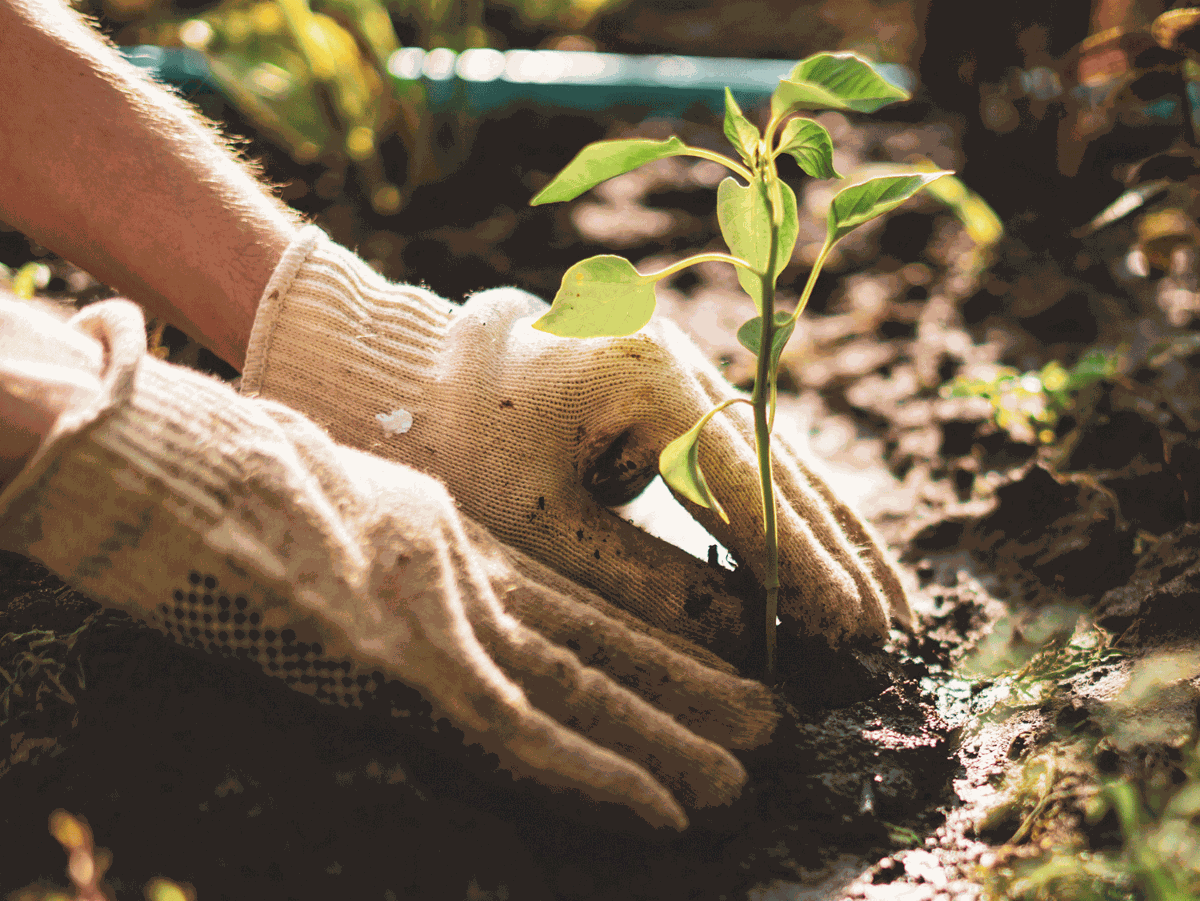 Planting Zones