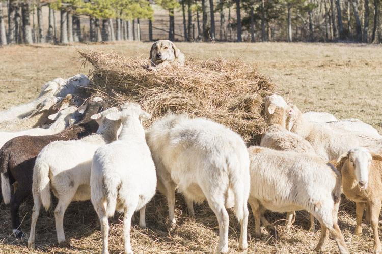 Spring Creek Farms Dog and sheep