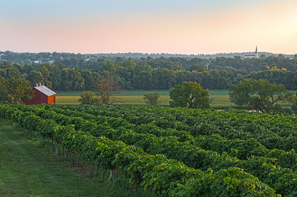 Learn How a Winemaker in Westphalia, Missouri, Revived Missouri